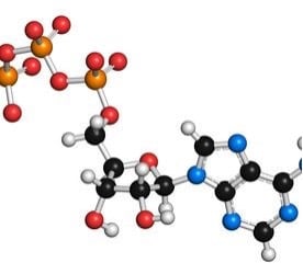 Molecule-1